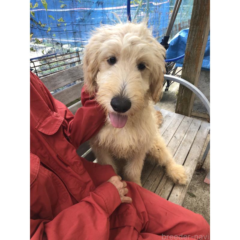 成約済の兵庫県のゴールデンドゥードル:ゴールデンレトリーバー×プードル-398923