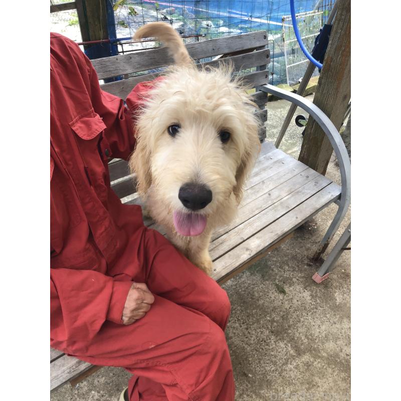 成約済の兵庫県のゴールデンドゥードル:ゴールデンレトリーバー×プードル-398926の10枚目