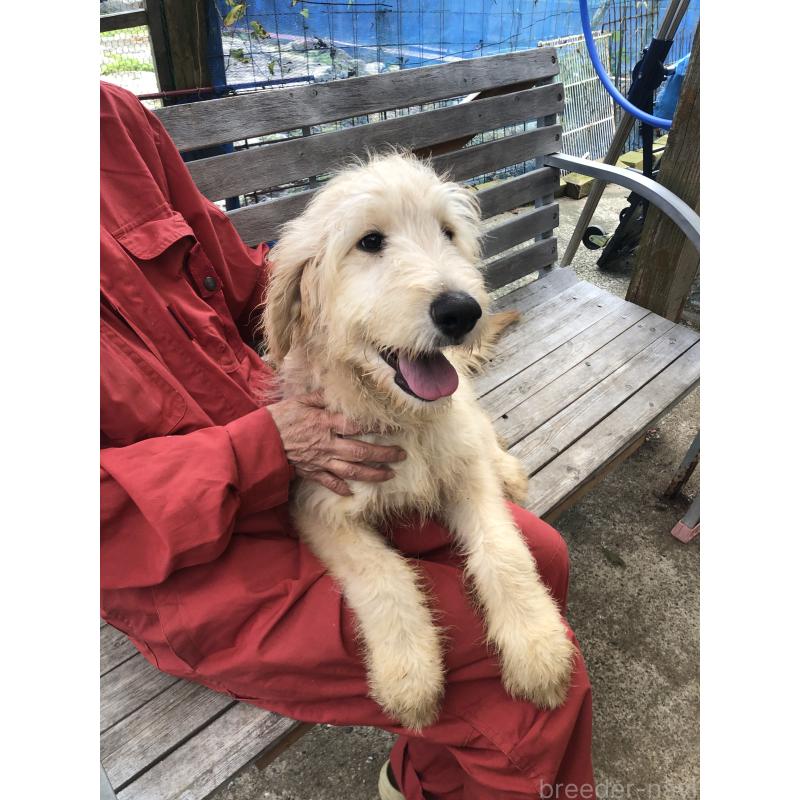 成約済の兵庫県のゴールデンドゥードル:ゴールデンレトリーバー×プードル-398926の9枚目