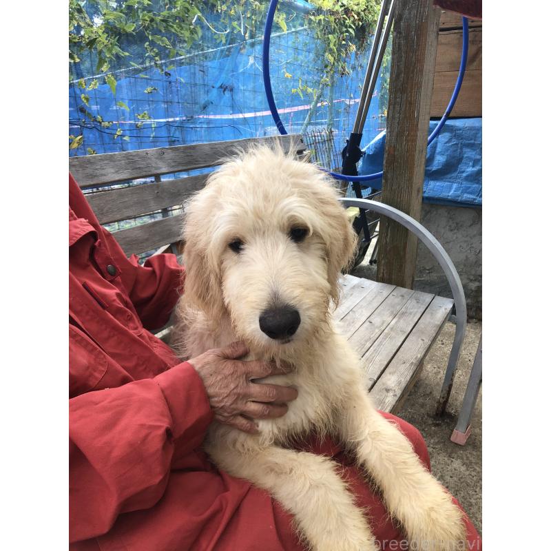 成約済の兵庫県のゴールデンドゥードル:ゴールデンレトリーバー×プードル-398926の8枚目