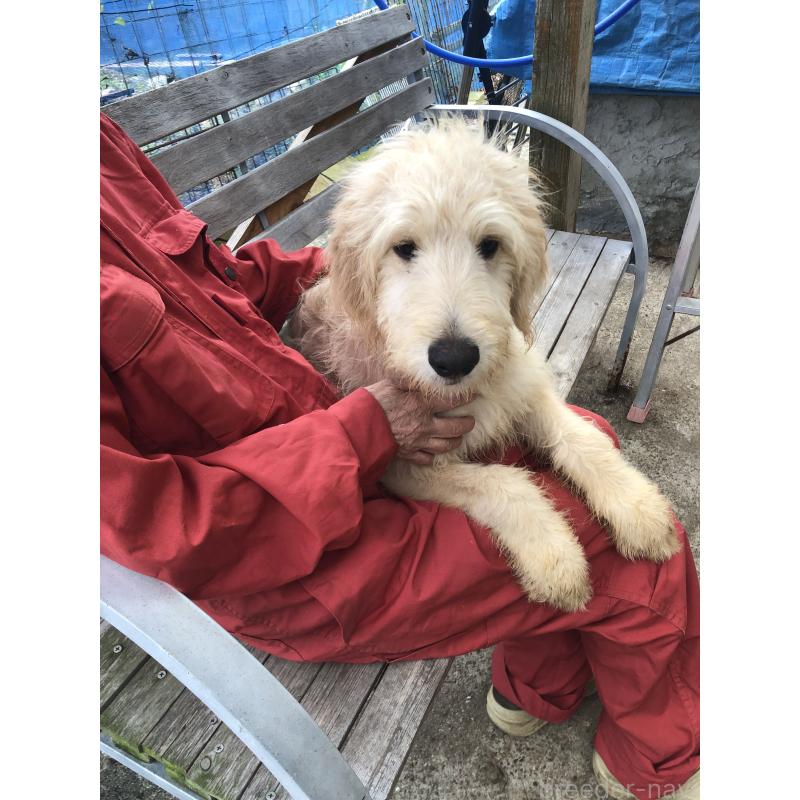 成約済の兵庫県のゴールデンドゥードル:ゴールデンレトリーバー×プードル-398926の7枚目