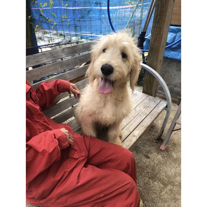 成約済の兵庫県のゴールデンドゥードル:ゴールデンレトリーバー×プードル-398926の6枚目