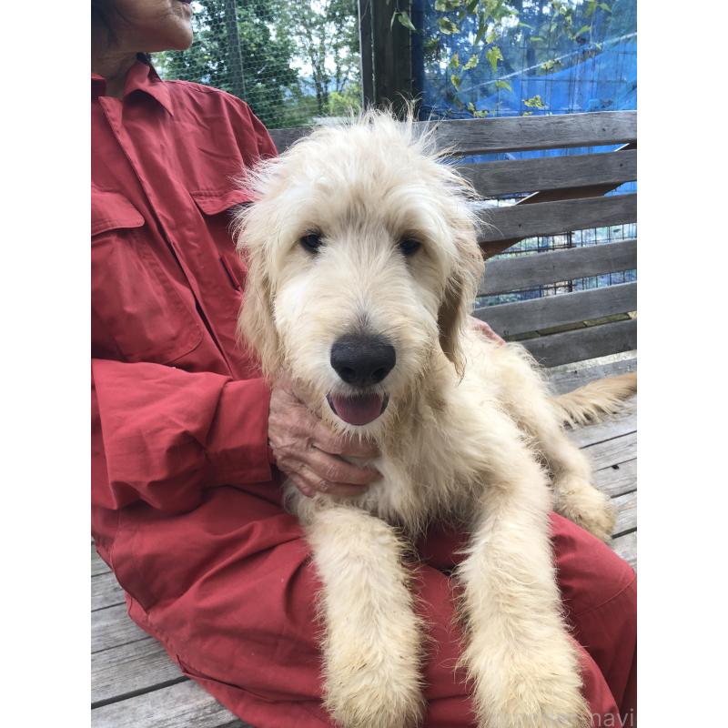 成約済の兵庫県のゴールデンドゥードル:ゴールデンレトリーバー×プードル-398926の5枚目