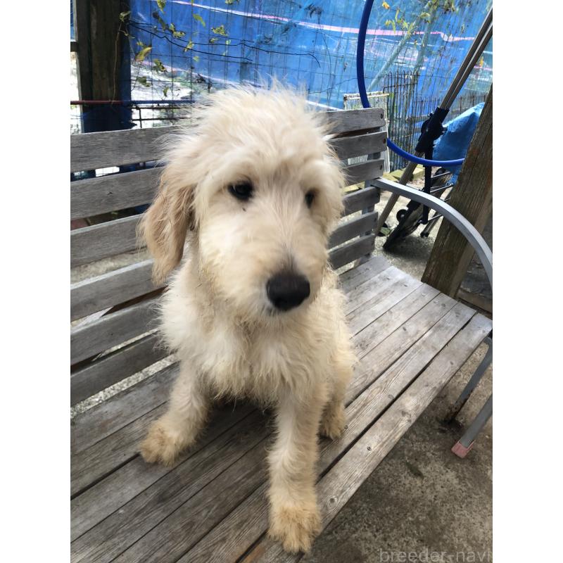 成約済の兵庫県のゴールデンドゥードル:ゴールデンレトリーバー×プードル-398926の4枚目