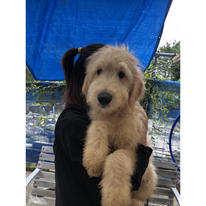 成約済の兵庫県のゴールデンドゥードル:ゴールデンレトリーバー×プードル-398926の3枚目