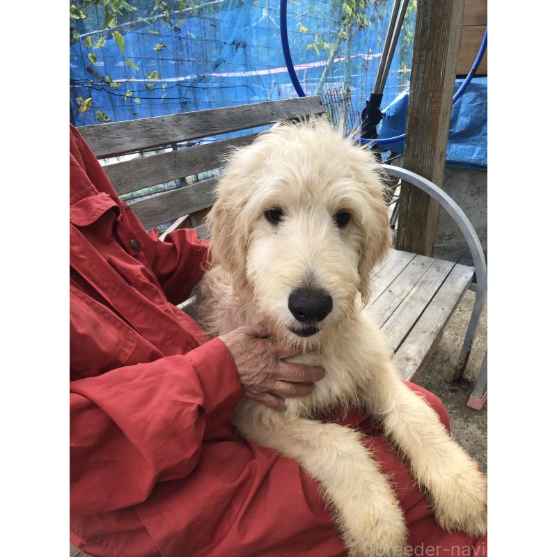 成約済の兵庫県のゴールデンドゥードル:ゴールデンレトリーバー×プードル-398926の2枚目