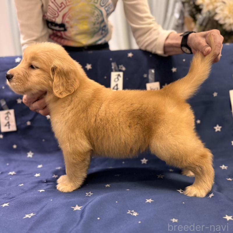 販売中の福岡県のゴールデンレトリーバー-421420の6枚目