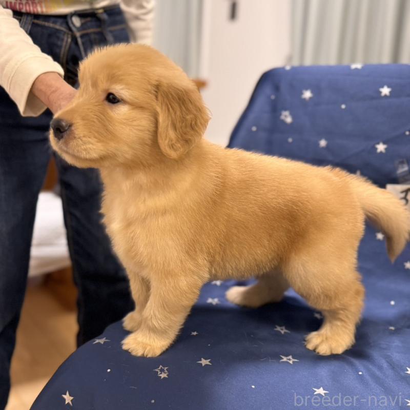 販売中の福岡県のゴールデンレトリーバー-421420の4枚目