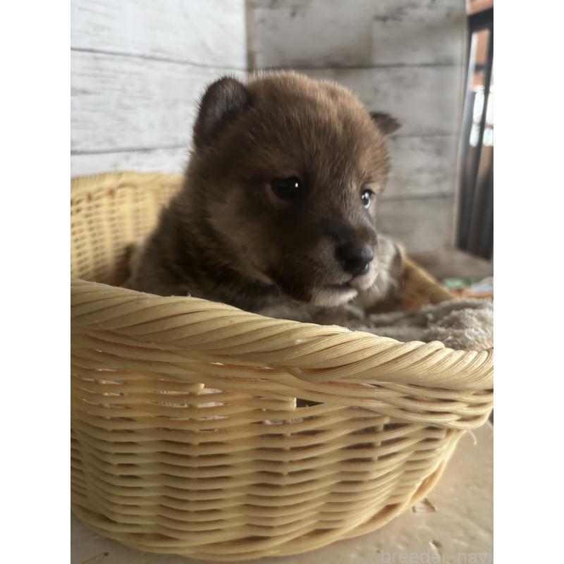 販売中の静岡県の柴犬-421426の7枚目