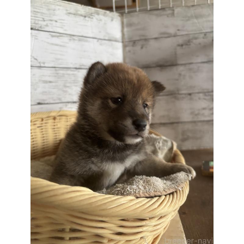 販売中の静岡県の柴犬-421426の6枚目