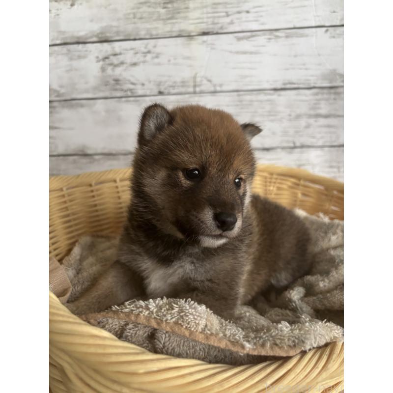 販売中の静岡県の柴犬-421426の5枚目