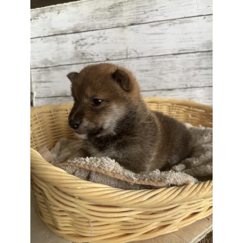販売中の静岡県の柴犬-421426の4枚目