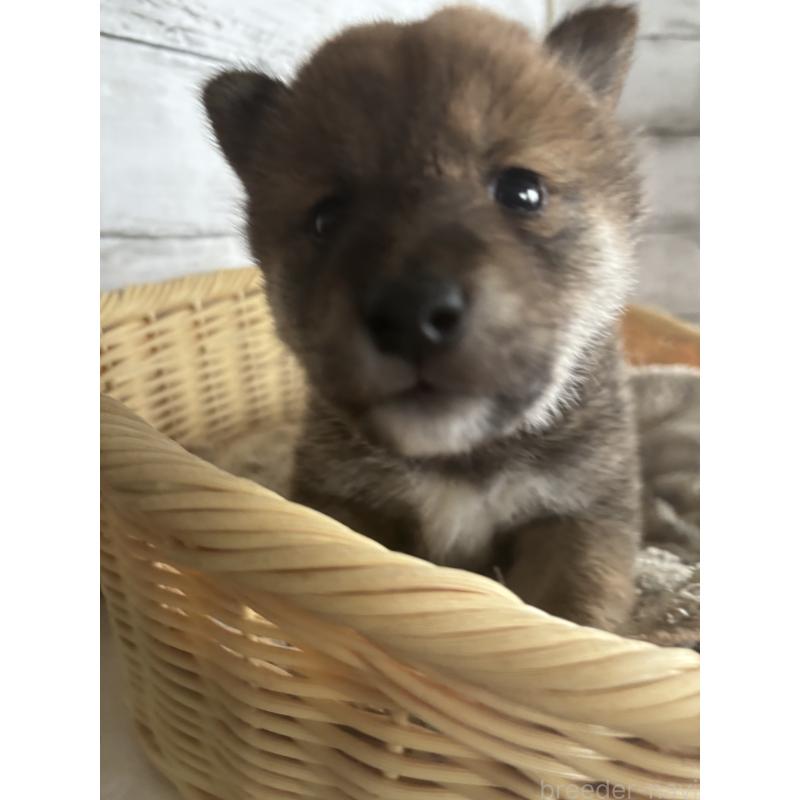 販売中の静岡県の柴犬-421426の3枚目