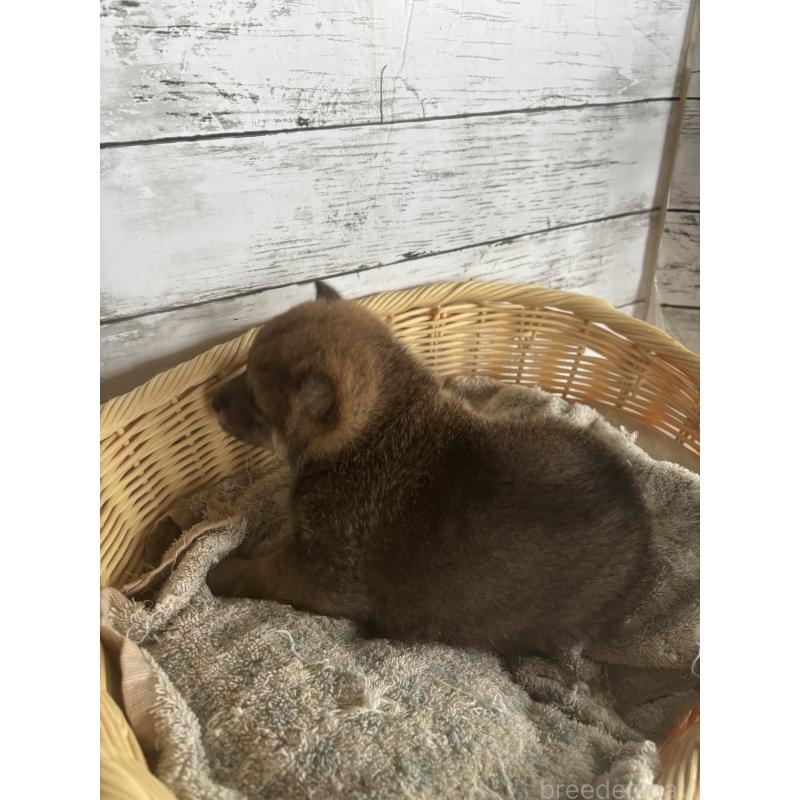 販売中の静岡県の柴犬-421426の2枚目