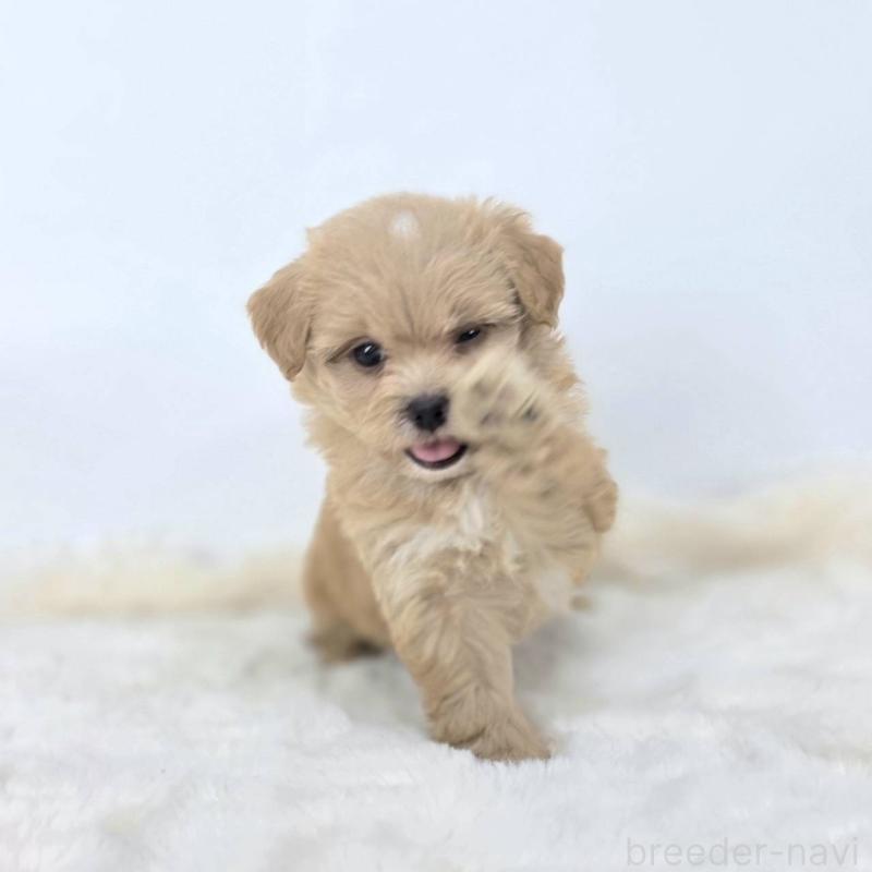 販売中の茨城県のミックス犬-421423の6枚目