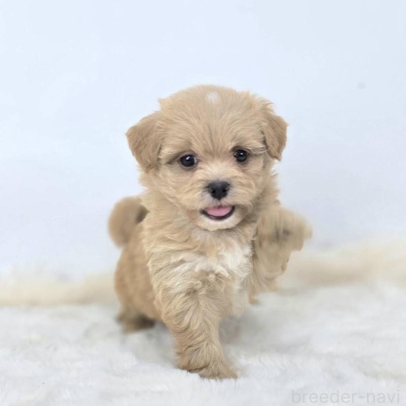 販売中の茨城県のミックス犬-421423の1枚目
