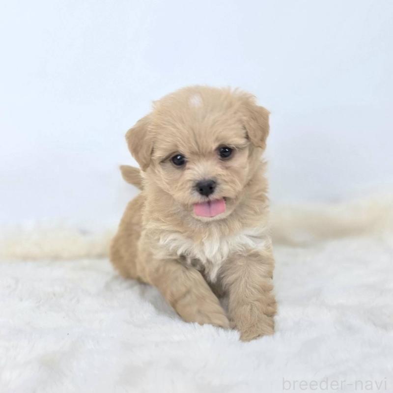 販売中の茨城県のミックス犬-421423の5枚目