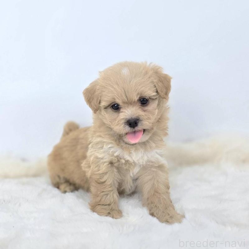 販売中の茨城県のミックス犬-421423の4枚目