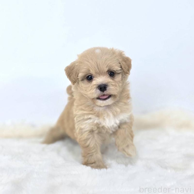 販売中の茨城県のミックス犬-421423の3枚目