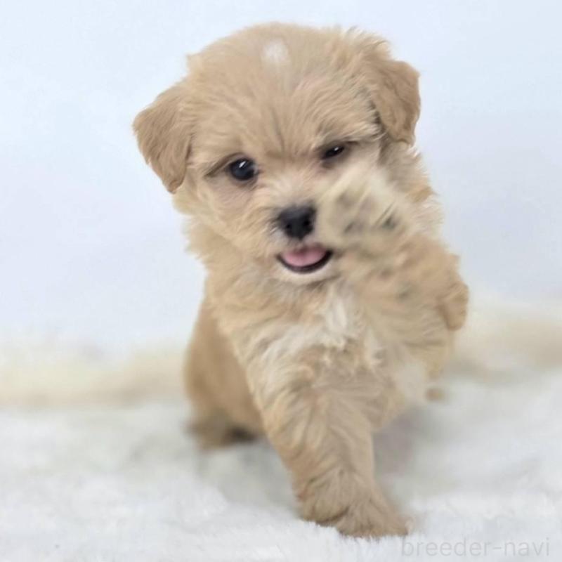 販売中の茨城県のミックス犬-421423の2枚目