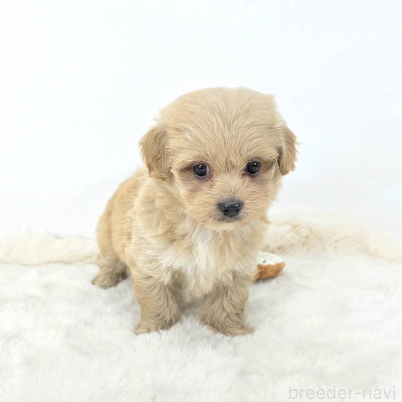 販売中の茨城県のミックス犬-421424の1枚目
