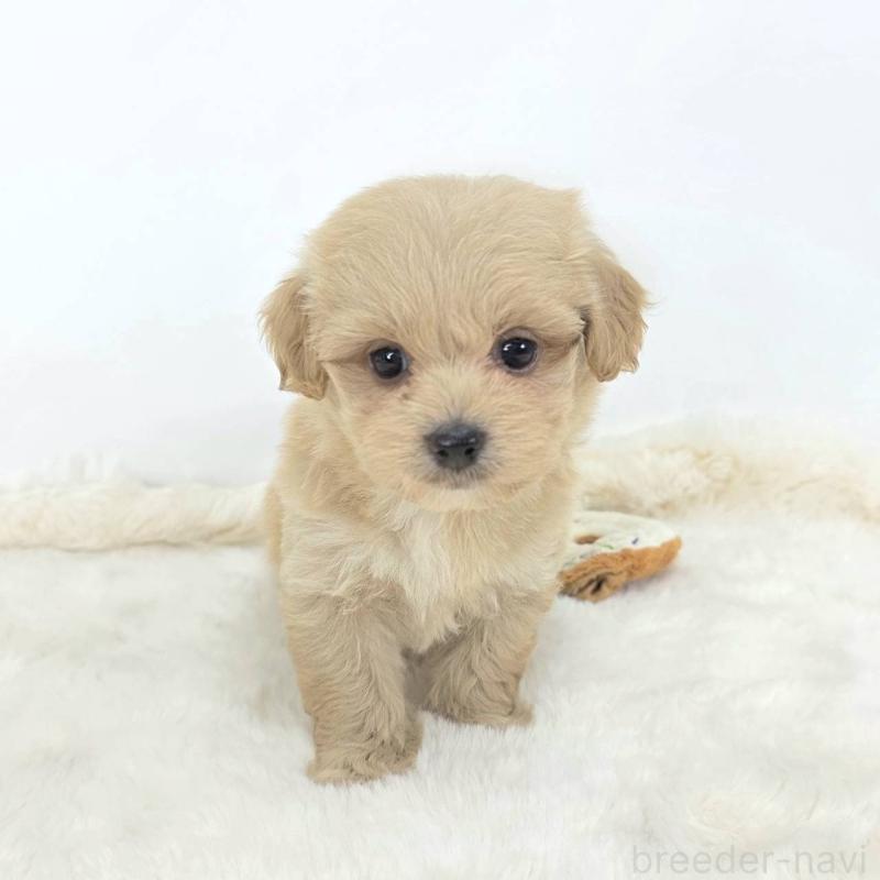 販売中の茨城県のミックス犬-421424の6枚目