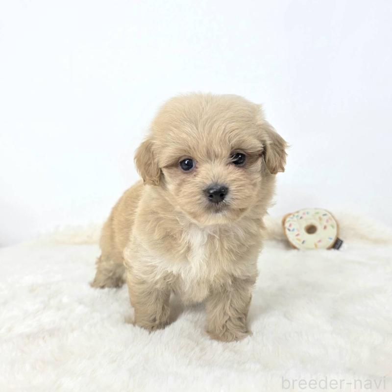 販売中の茨城県のミックス犬-421424の5枚目
