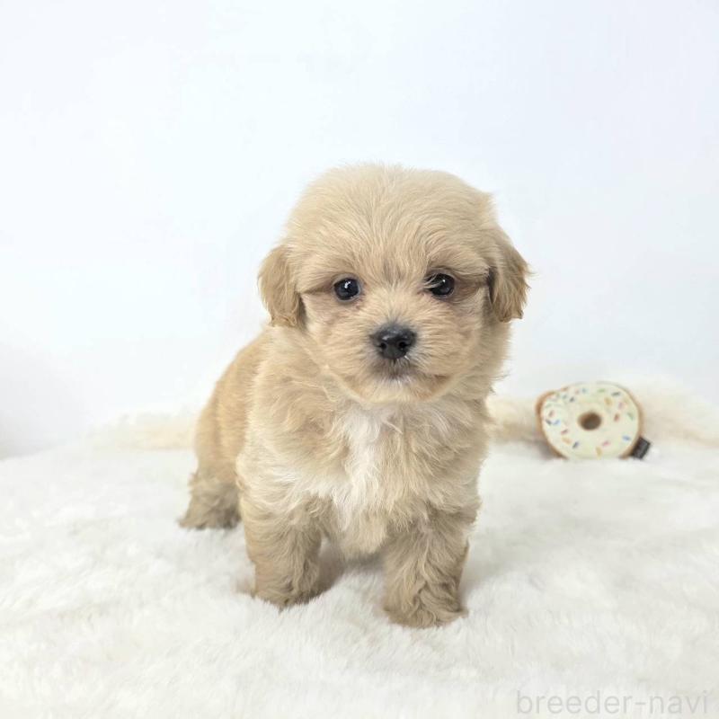 販売中の茨城県のミックス犬-421424の4枚目