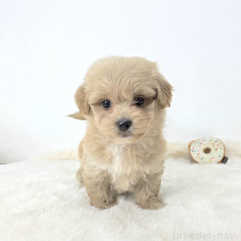 販売中の茨城県のミックス犬-421424の3枚目