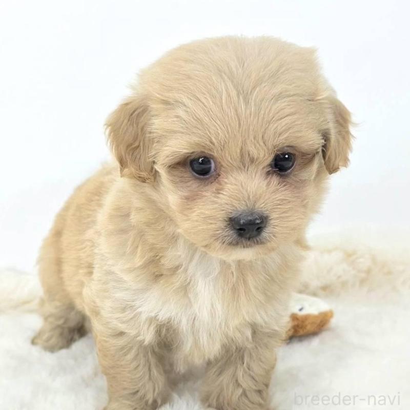 販売中の茨城県のミックス犬-421424の2枚目