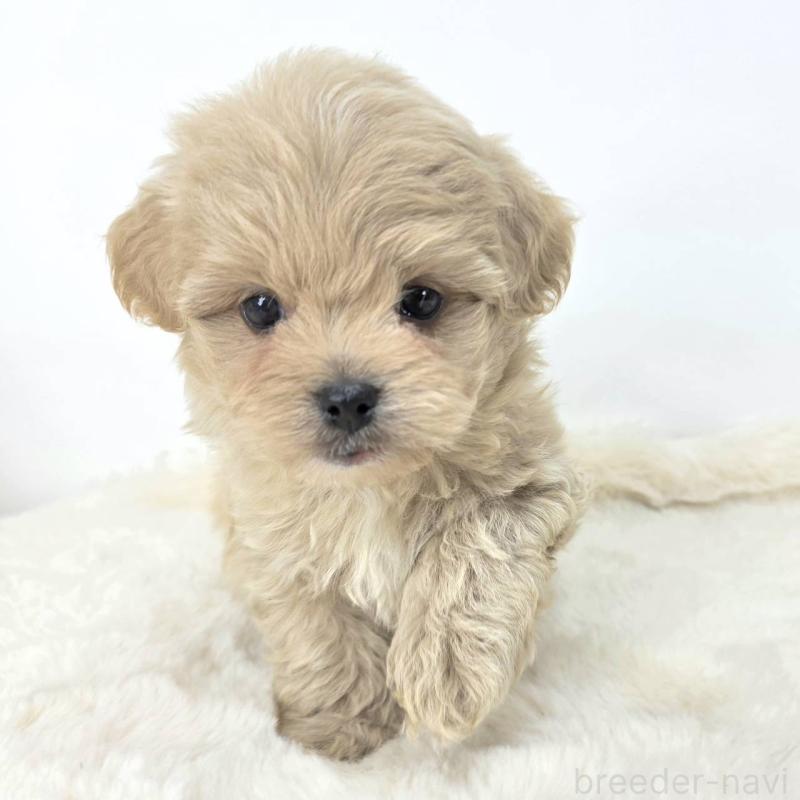 販売中の茨城県のミックス犬-421429の1枚目