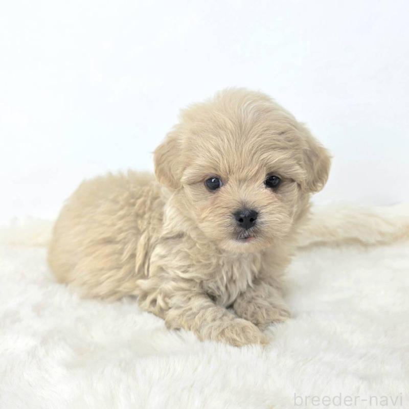販売中の茨城県のミックス犬-421429の6枚目