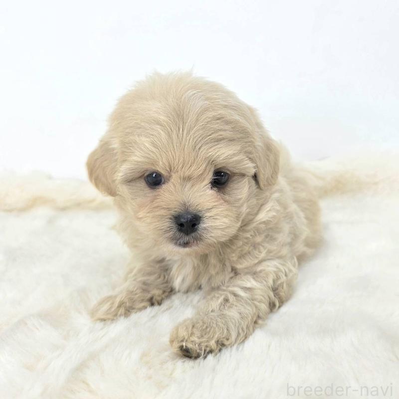 販売中の茨城県のミックス犬-421429の5枚目