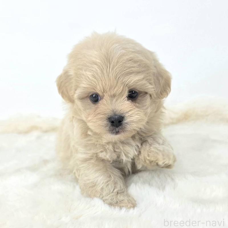 販売中の茨城県のミックス犬-421429の4枚目