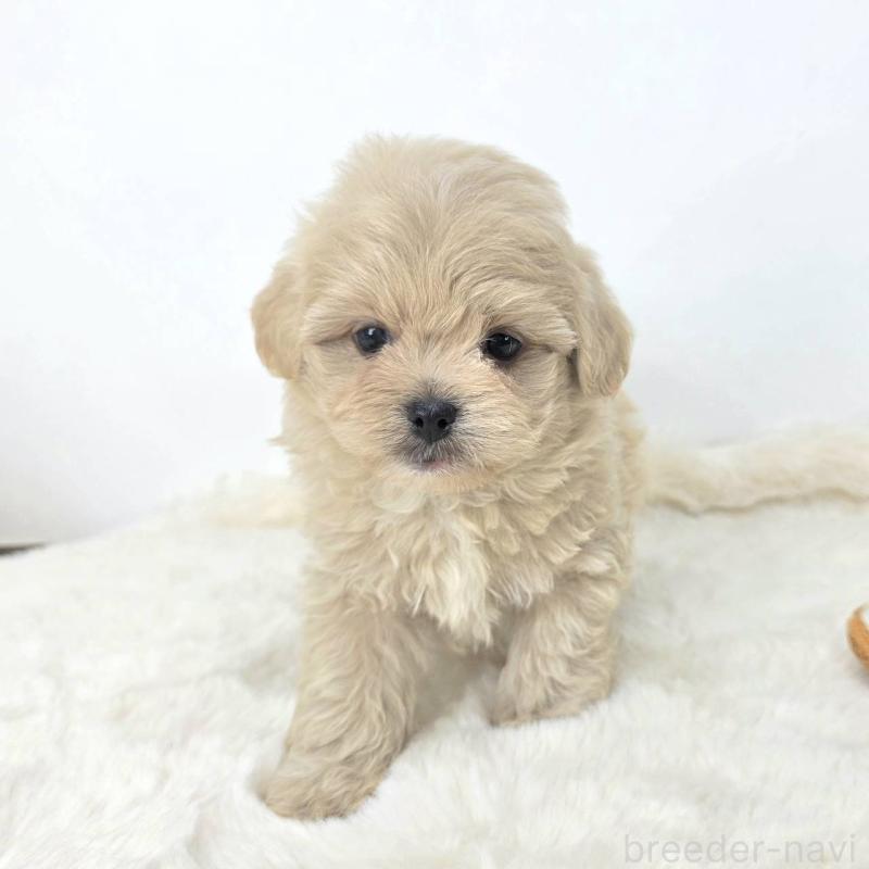 販売中の茨城県のミックス犬-421429の3枚目