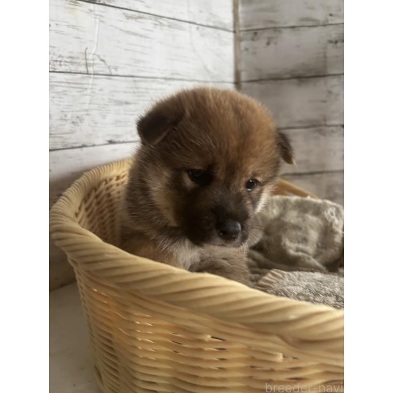 販売中の静岡県の柴犬-421432の7枚目