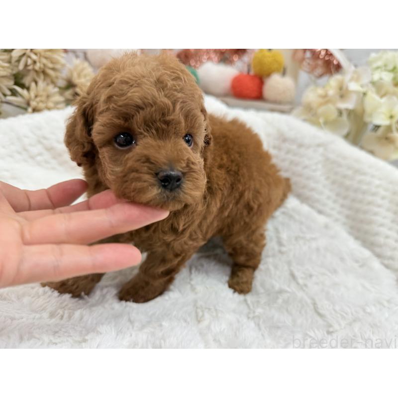 販売中の京都府のトイプードル-421431の8枚目