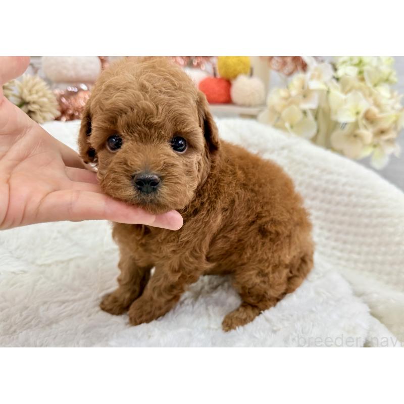 販売中の京都府のトイプードル-421431の7枚目
