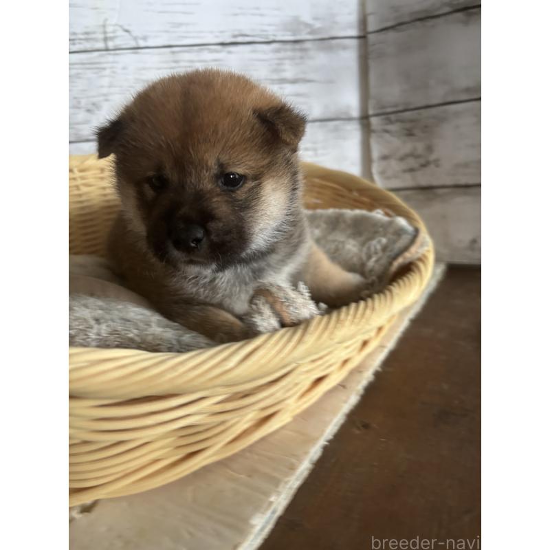 販売中の静岡県の柴犬-421432の6枚目
