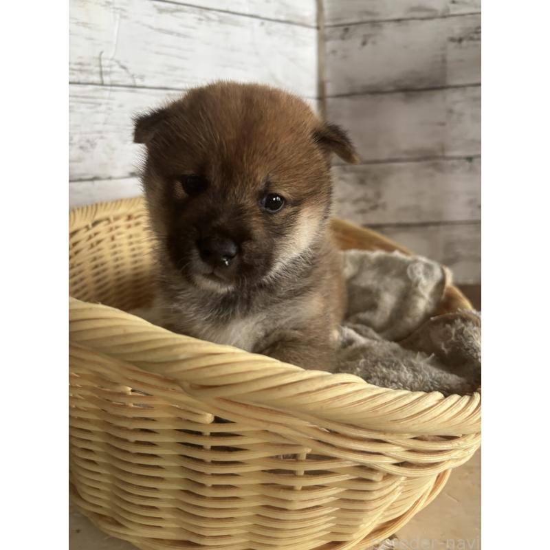 販売中の静岡県の柴犬-421432の5枚目