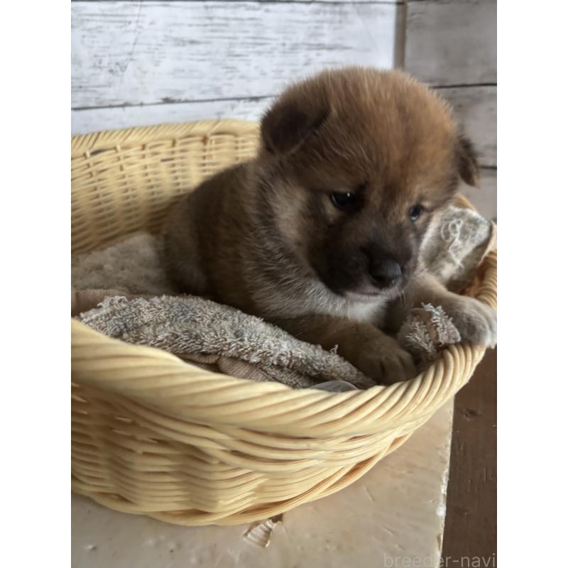 販売中の静岡県の柴犬-421432の4枚目
