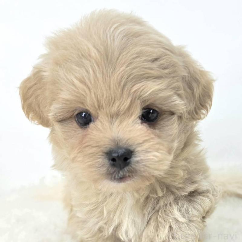 販売中の茨城県のミックス犬-421429の2枚目