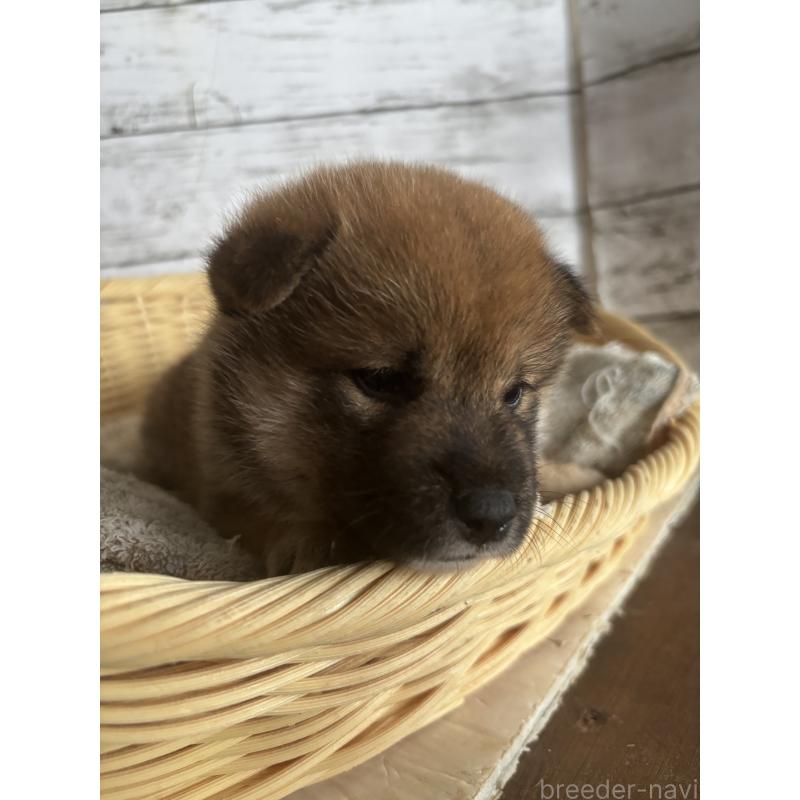 販売中の静岡県の柴犬-421432の3枚目