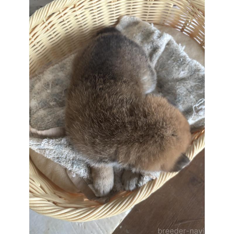 販売中の静岡県の柴犬-421432の2枚目
