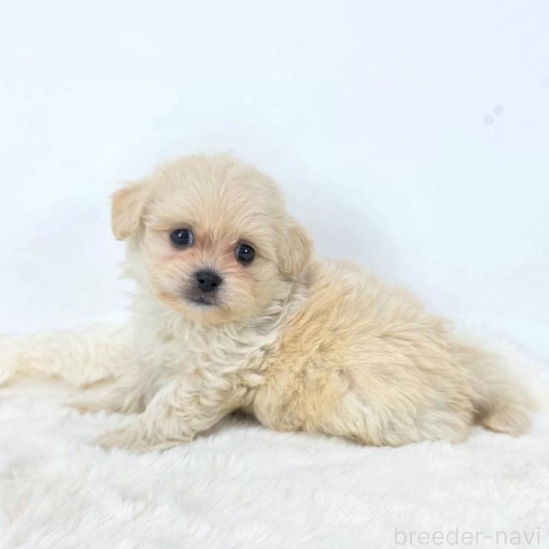 販売中の茨城県のミックス犬-421434の1枚目
