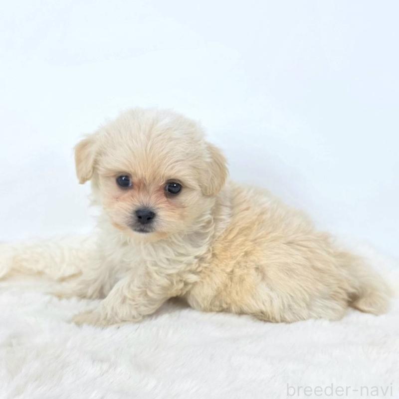 販売中の茨城県のミックス犬-421434の6枚目