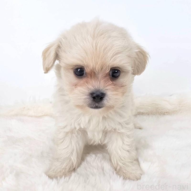 販売中の茨城県のミックス犬-421434の5枚目