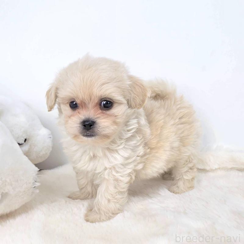 販売中の茨城県のミックス犬-421434の4枚目