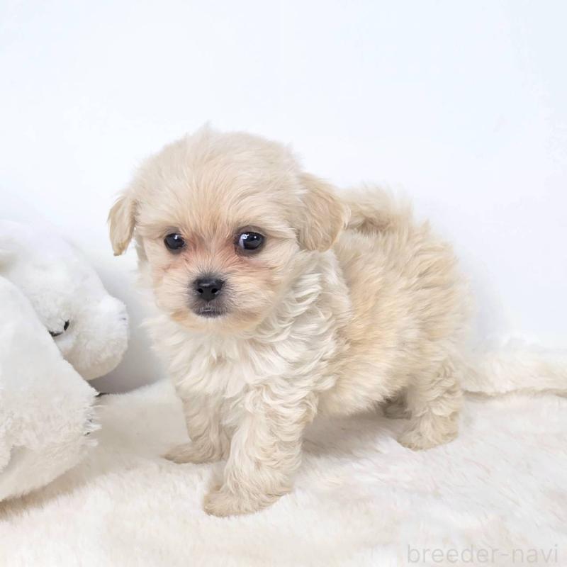 販売中の茨城県のミックス犬-421434の3枚目