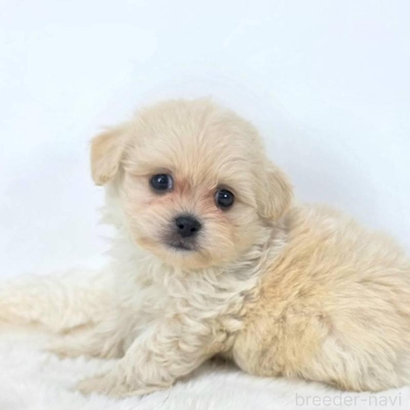 販売中の茨城県のミックス犬-421434の2枚目
